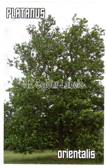 PLATANUS orientalis - Click Image to Close