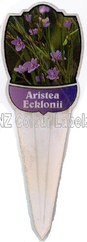 ARISTEA Ecklonii - Click Image to Close