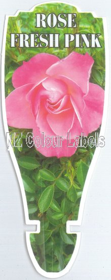 ROSE MINIATURE Fresh Pink - Click Image to Close