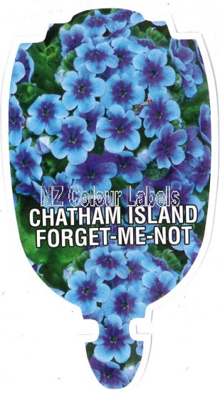 MYOSOTIDIUM HORTENSIA [Chatham Is. Forget-Me-Not] - Click Image to Close