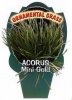 ACORUS Mini Gold