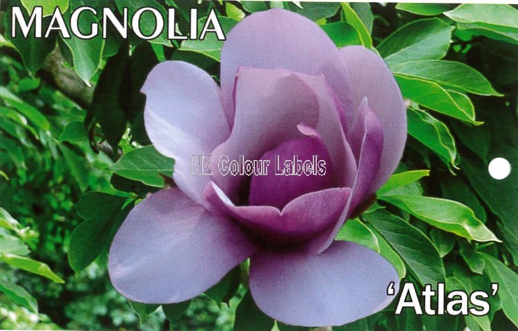 MAGNOLIA Atlas - Click Image to Close