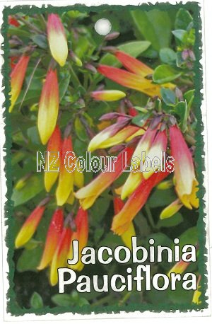 JACOBINIA pauciflora - Click Image to Close