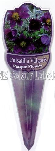 PULSATILLA vulgaris - Click Image to Close