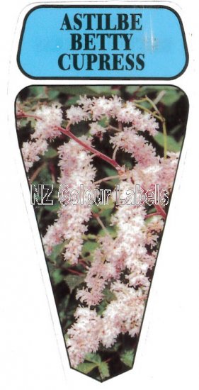 ASTILBE Betty Cupress - Click Image to Close