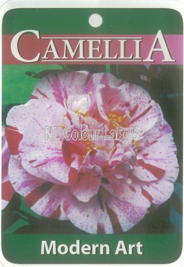 CAMELLIA Modern Art - Click Image to Close