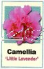 CAMELLIA Little Lavender