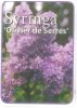 SYRINGA Olivier de Serres