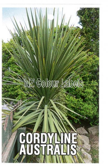 CORDYLINE australis [Cabbage Tree] - Click Image to Close