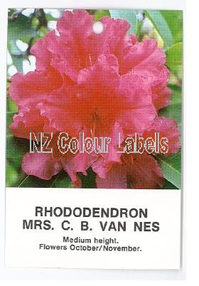 RHODODENDRON Mrs C B Van Nes - Click Image to Close