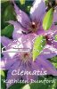 CLEMATIS KATHLEEN DUNFORD