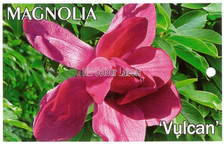 MAGNOLIA 'Vulcan' - Click Image to Close