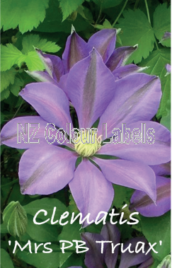 CLEMATIS MRS PB TRUAX - Click Image to Close