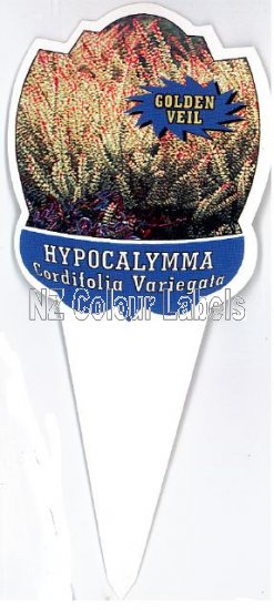 HYPOCALYMMA cordifolia Var - Click Image to Close