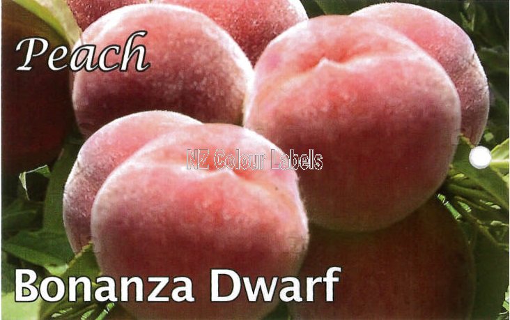 PEACH Bonanza Dwarf - Click Image to Close