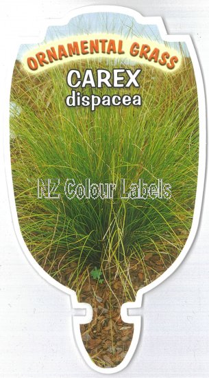 CAREX dispacea - Click Image to Close