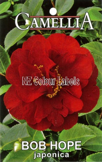 CAMELLIA Bob Hope Japonica - Click Image to Close