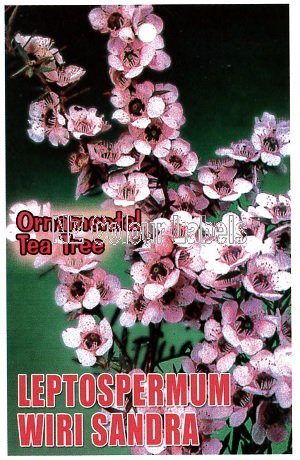 LEPTOSPERMUM Wiri Sandra - Click Image to Close