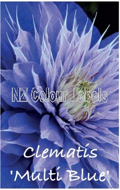 CLEMATIS MULTI BLUE - Click Image to Close