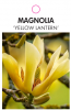 MAGNOLIA YELLOW LANTERN