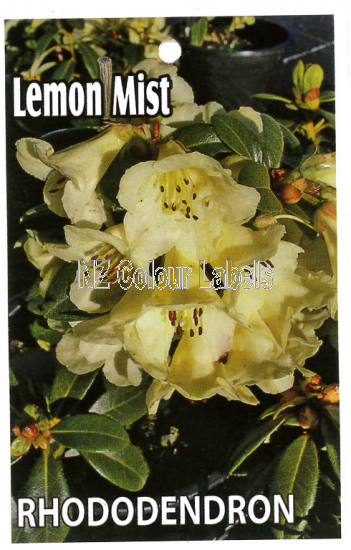 RHODODENDRON Lemon Mist - Click Image to Close