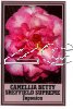 CAMELLIA Betty Sheffield Supreme