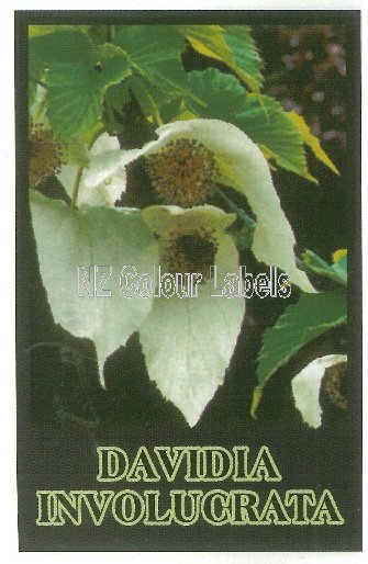 DAVIDIA involucrata - Click Image to Close