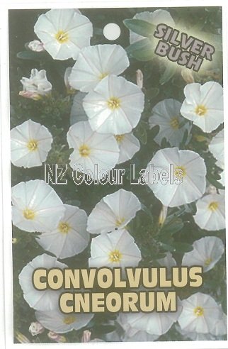 CONVOLVULUS cneorum - Click Image to Close