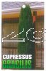 CUPRESSUS Gracilis