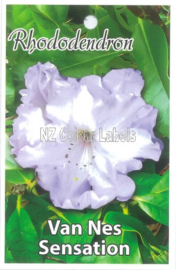 RHODODENDRON Van Nes Sensation - Click Image to Close