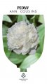 PAEONIA ANN COUSINS PAEONIA ANN COUSINS