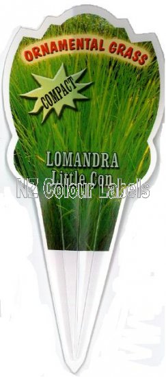 LOMANDRA Little Con - Click Image to Close