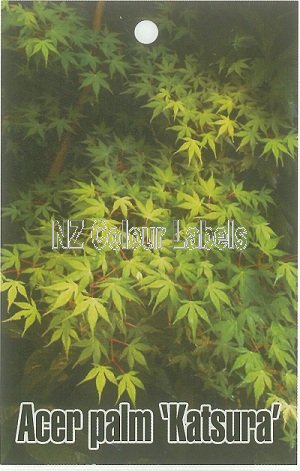 ACER palmatum Katsura - Click Image to Close