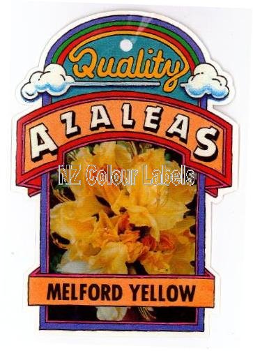 AZALEA Deciduous Ilam Melford Yellow - Click Image to Close