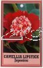 CAMELLIA Lipstick Japonica