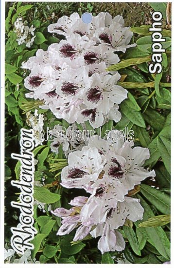 RHODODENDRON Sappho - Click Image to Close