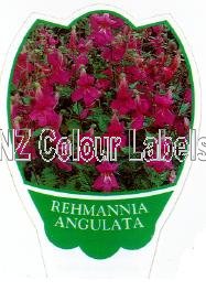 REHANNIA angulata - Click Image to Close