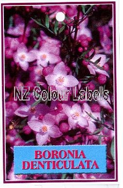 BORONIA denticulata - Click Image to Close