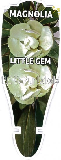 MAGNOLIA Little Gem - Click Image to Close