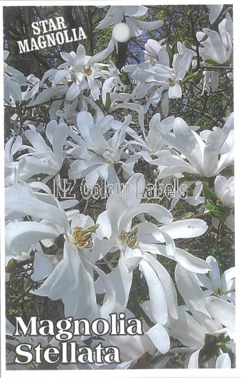 MAGNOLIA stellata - Click Image to Close