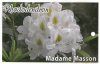 RHODODENDRON Madame Masson