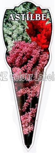 ASTILBE Species - Click Image to Close