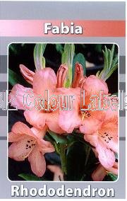 RHODODENDRON Fabia - Click Image to Close