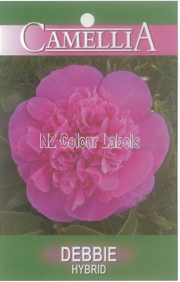 CAMELLIA Debbie Hybrid - Click Image to Close