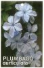 PLUMBAGO auriculata