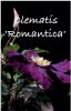 CLEMATIS ROMANTICA