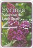 SYRINGA Souvinir De Louis Spath