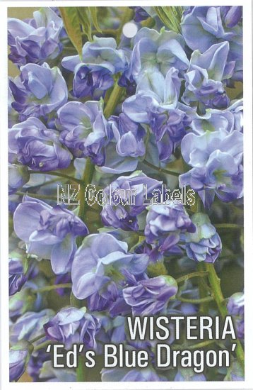 WISTERIA Ed's Blue Dragon - Click Image to Close