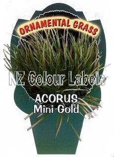 ACORUS Mini Gold - Click Image to Close