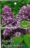 SYRINGA Purple Glory